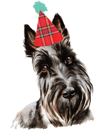 Scottish terrier in party hat illustration